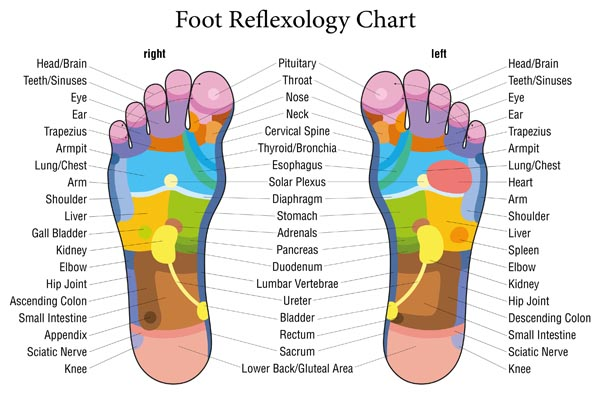 The anatomy of your feet Why they hold the key to relaxation