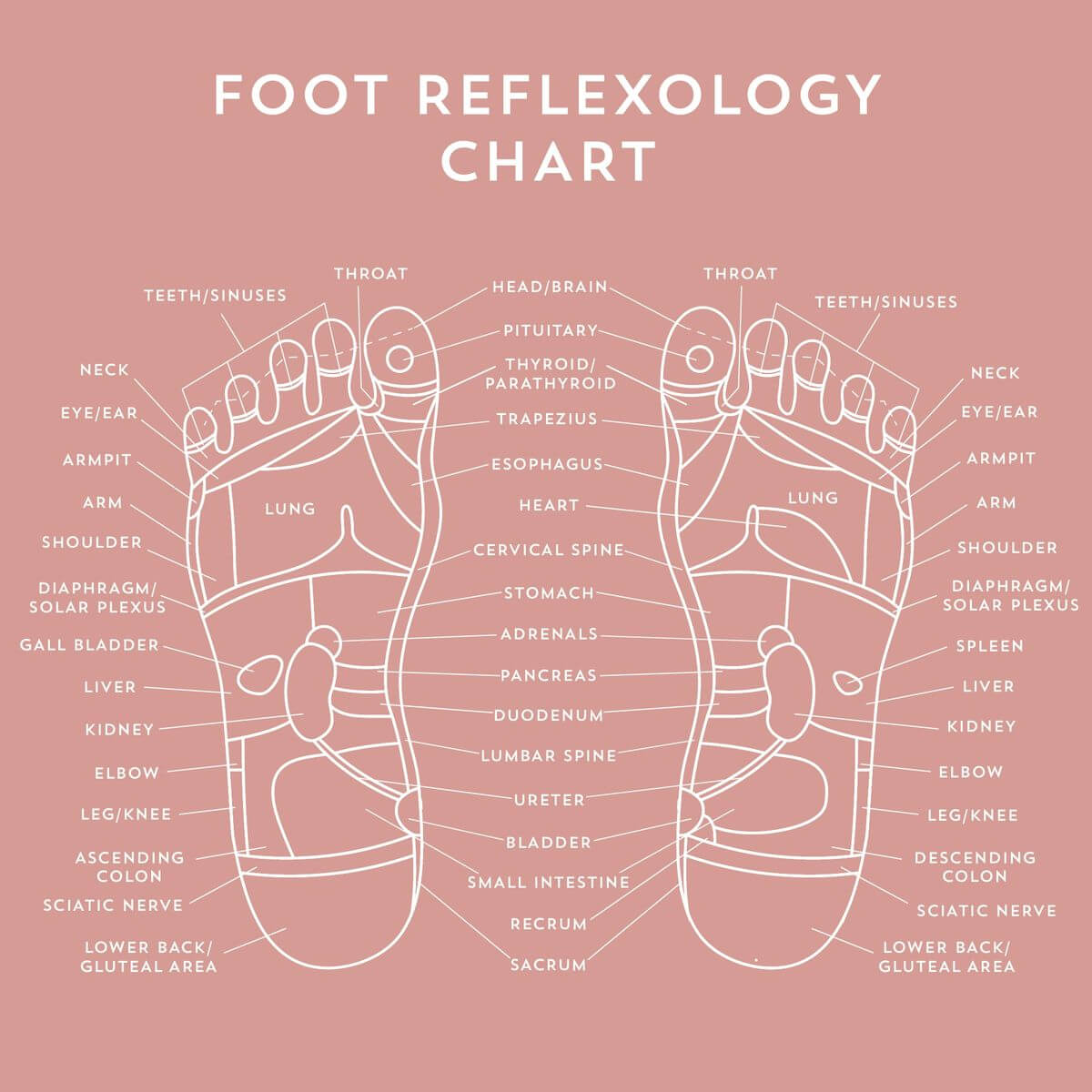 reflexology-foot-chart